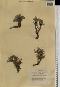 Anabasis brevifolia C. A. Mey., Siberia, Altai & Sayany Mountains (S2) (Russia)