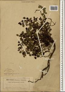 Thymus nummularius M.Bieb., Caucasus, Georgia (K4) (Georgia)