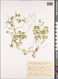 Cardamine impatiens subsp. pectinata (Pall. ex DC.) Stoj. & Stef., Caucasus, Georgia (K4) (Georgia)