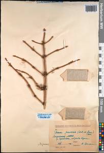 Picea brachytyla var. brachytyla, Siberia, Yakutia (S5) (Russia)