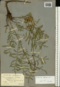 Centaurea adpressa Ledeb., Eastern Europe, Lower Volga region (E9) (Russia)
