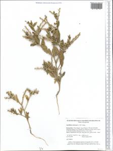 Euclidium syriacum (L.) W. T. Aiton, Middle Asia, Northern & Central Tian Shan (M4) (Kyrgyzstan)