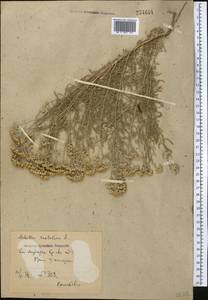 Achillea wilhelmsii K. Koch, Middle Asia, Syr-Darian deserts & Kyzylkum (M7) (Uzbekistan)