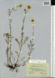 Tripleurospermum maritimum (L.) Koch, Eastern Europe, Northern region (E1) (Russia)