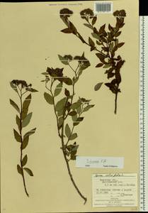 Spiraea japonica L. fil., Eastern Europe, West Ukrainian region (E13) (Ukraine)