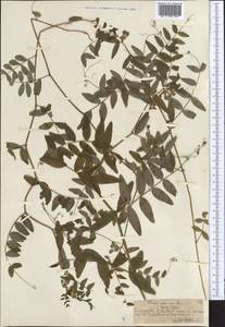 Vicia sepium L., Middle Asia, Northern & Central Tian Shan (M4) (Kazakhstan)