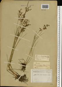 Juncus articulatus L., Eastern Europe, Central forest-and-steppe region (E6) (Russia)