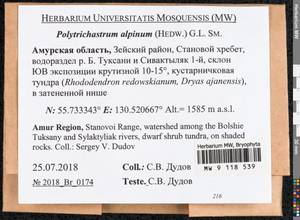 Polytrichastrum alpinum (Hedw.) G.L. Sm., Bryophytes, Bryophytes - Russian Far East (excl. Chukotka & Kamchatka) (B20) (Russia)