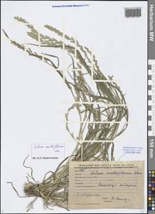 Lolium multiflorum Lam., Middle Asia, Syr-Darian deserts & Kyzylkum (M7) (Uzbekistan)