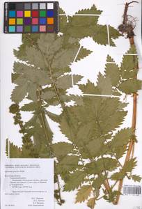 Agrimonia procera Wallr., Eastern Europe, Central region (E4) (Russia)