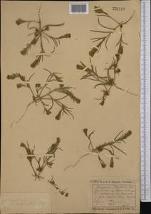 Corispermum declinatum Steph. ex Stev., Middle Asia, Northern & Central Kazakhstan (M10) (Kazakhstan)