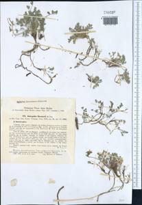 Astragalus baranovii Popov ex Blagovest., Middle Asia, Western Tian Shan & Karatau (M3) (Uzbekistan)