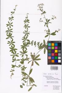 Galium pseudorivale Tzvelev, Eastern Europe, Central forest-and-steppe region (E6) (Russia)