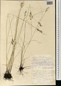 Juncus orchonicus Novikov, Mongolia (MONG) (Mongolia)