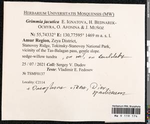 Grimmia jacutica Ignatova, Bedn.-Ochyra, Afonina & J. Muñoz, Bryophytes, Bryophytes - Russian Far East (excl. Chukotka & Kamchatka) (B20) (Russia)