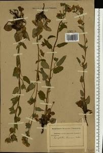 Symphytum tauricum Willd., Eastern Europe, Rostov Oblast (E12a) (Russia)