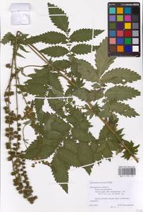 Agrimonia procera Wallr., Eastern Europe, Central forest-and-steppe region (E6) (Russia)