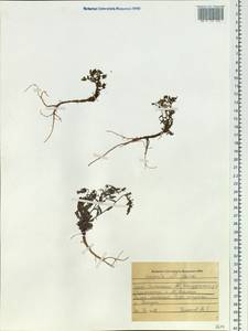 Campanula sibirica L., Siberia, Altai & Sayany Mountains (S2) (Russia)