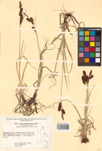 Carex membranacea Hook., Siberia, Chukotka & Kamchatka (S7) (Russia)