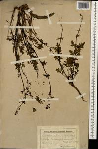 Scrophularia olympica Boiss., Caucasus, Krasnodar Krai & Adygea (K1a) (Russia)