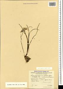 Ornithogalum orthophyllum subsp. kochii (Parl.) Zahar., Caucasus, Stavropol Krai, Karachay-Cherkessia & Kabardino-Balkaria (K1b) (Russia)