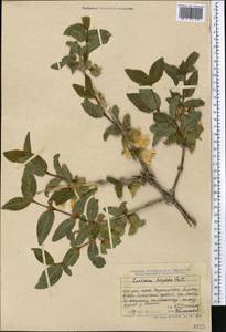 Lonicera hispida Pall. ex Schult., Middle Asia, Dzungarian Alatau & Tarbagatai (M5) (Kazakhstan)