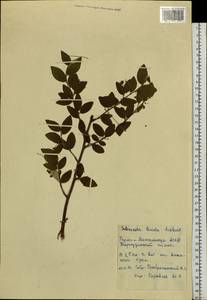 Cotoneaster melanocarpus G. Lodd., Siberia, Baikal & Transbaikal region (S4) (Russia)