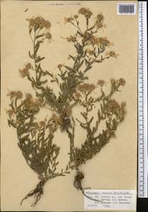Heteropappus altaicus var. canescens (Nees) Serg., Middle Asia, Pamir & Pamiro-Alai (M2) (Kyrgyzstan)