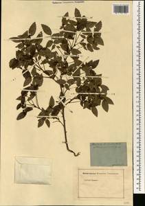 Zelkova carpinifolia (Pall.) C. Koch, South Asia, South Asia (Asia outside ex-Soviet states and Mongolia) (ASIA) (Iran)