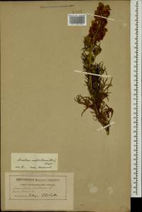 Aconitum confertiflorum (DC.) Gáyer, Caucasus (no precise locality) (K0)