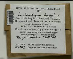 Paraleucobryum longifolium (Ehrh. ex Hedw.) Loeske, Bryophytes, Bryophytes - Russian Far East (excl. Chukotka & Kamchatka) (B20) (Russia)