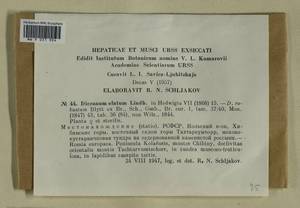 Dicranum drummondii Müll. Hal., Bryophytes, Bryophytes - Karelia, Leningrad & Murmansk Oblasts (B4) (Russia)
