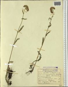 Achillea millefolium L., Siberia, Yakutia (S5) (Russia)