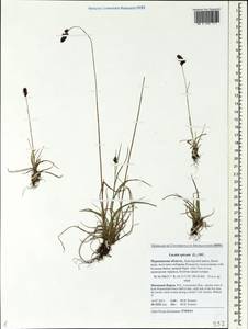 Luzula spicata (L.) DC., Eastern Europe, Northern region (E1) (Russia)