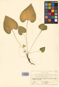 Viola collina Besser, Siberia, Russian Far East (S6) (Russia)