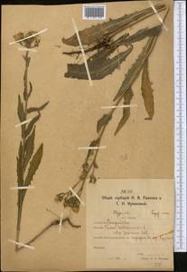 Picris nuristanica Bornm., Middle Asia, Northern & Central Kazakhstan (M10) (Kazakhstan)