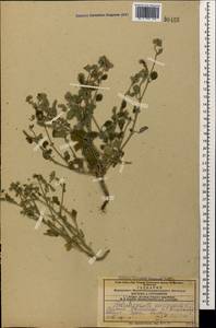 Heliotropium europaeum L., Caucasus, Armenia (K5) (Armenia)