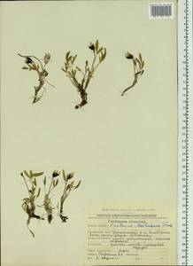 Oxytropis mertensiana Turcz., Siberia, Chukotka & Kamchatka (S7) (Russia)