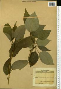 Populus laurifolia Ledeb., Siberia, Altai & Sayany Mountains (S2) (Russia)