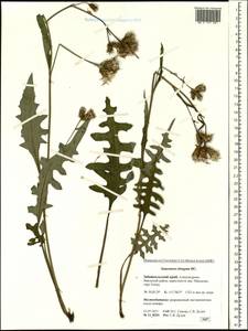 Saussurea elongata DC., Siberia, Baikal & Transbaikal region (S4) (Russia)