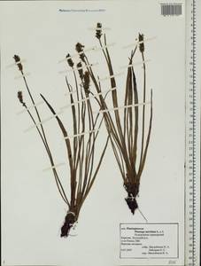 Plantago maritima L., Eastern Europe, Northern region (E1) (Russia)