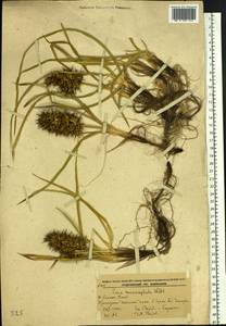 Carex macrocephala Willd. ex Spreng., Siberia, Russian Far East (S6) (Russia)