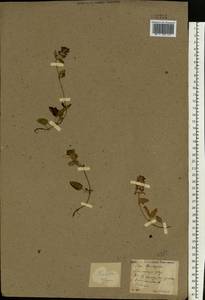 Prunella vulgaris L., Eastern Europe, North Ukrainian region (E11) (Ukraine)