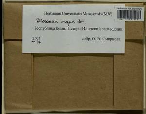 Dicranum majus Turner, Bryophytes, Bryophytes - European North East (B7) (Russia)