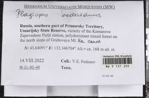 Plagiopus oederianus (Sw.) H.A. Crum & L.E. Anderson, Bryophytes, Bryophytes - Russian Far East (excl. Chukotka & Kamchatka) (B20) (Russia)