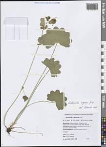 Alchemilla nemoralis Alechin, Siberia, Baikal & Transbaikal region (S4) (Russia)