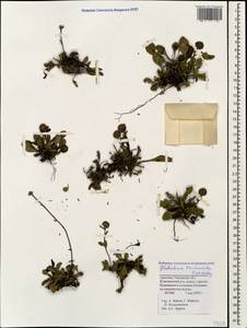 Globularia trichosantha Fisch. & C. A. Mey., Caucasus, Armenia (K5) (Armenia)