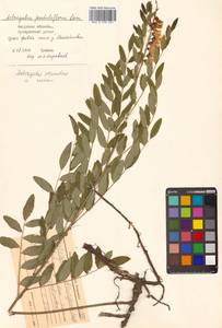Astragalus frigidus (L.) A.Gray, Siberia, Russian Far East (S6) (Russia)
