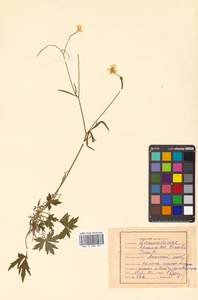 Ranunculus acris L., Siberia, Russian Far East (S6) (Russia)