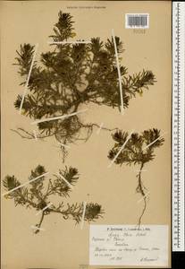 Ajuga chamaepitys subsp. chia (Schreb.) Arcang., Caucasus, Armenia (K5) (Armenia)